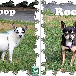 Thumbnail photo of Bebop & Rocky #1
