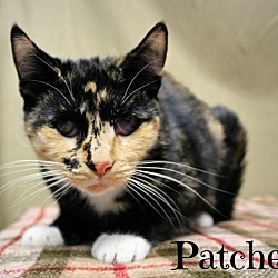 Thumbnail photo of Patches-DECLAWED, blind, SWEET #2
