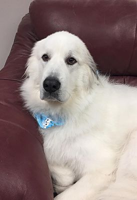 Cranford, NJ - Great Pyrenees. Meet Destiny a Pet for Adoption.