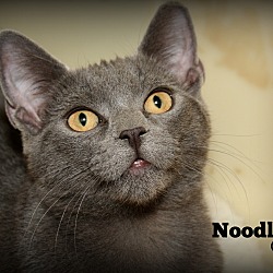Thumbnail photo of Noodle #2