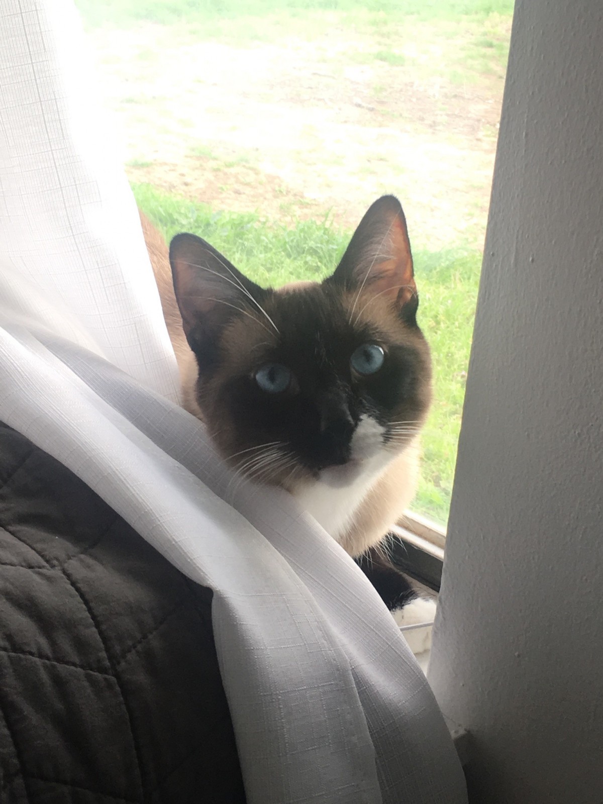 Adopt Opal A Brown Or Chocolate Siamese / Mixed (short ...