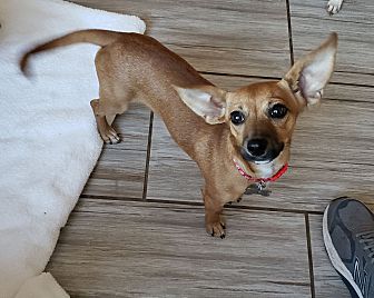 Deer head sales chihuahua dachshund mix