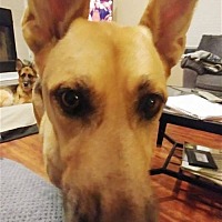 adopt a pet