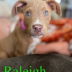 Photo of Raleigh
