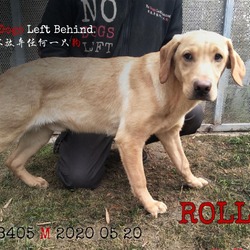 Thumbnail photo of Rollo 8405 #3