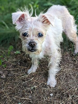 Bristol, CT - Chihuahua/Yorkie, Yorkshire Terrier. Meet Libby a Pet for ...