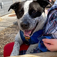adopt a pet