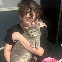 adopt a pet