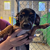 adopt a pet