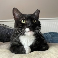 adopt-pet
