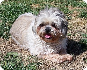 shih tzu curly hair