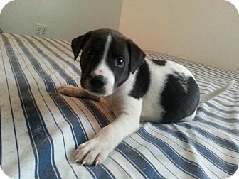 jack russell feist mix