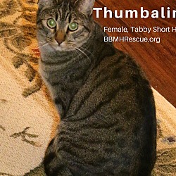 Thumbnail photo of Thumbalina #1