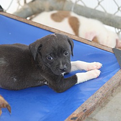 Thumbnail photo of Fenway **ADOPTED** #3