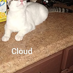 Thumbnail photo of Cloud #2