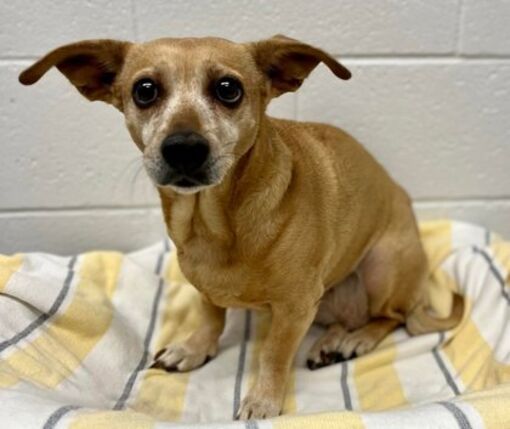 Caldwell, ID - Chihuahua/Dachshund. Meet Miss Nobody A Pet For Adoption ...