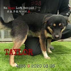 Thumbnail photo of Taylor 4555 #4