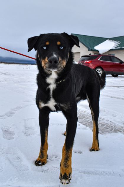 PAWS of Teton Valley - cats & dogs shelter in Driggs, ID - adoptapet.com