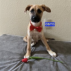 Photo of OSITO