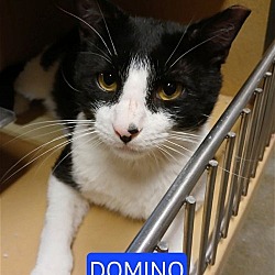 Photo of Domino, Levittown PS (FCID 04/28/2024-400)