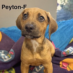 Thumbnail photo of Peyton - Boxer Hound 4pack #1