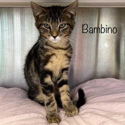 Thumbnail photo of Bambino #3