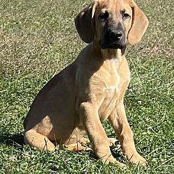 Thumbnail photo of Lab Hound Pups! Boys #1