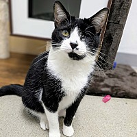 adopt a pet