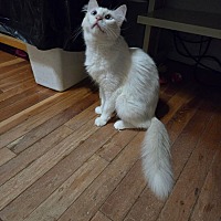 adopt a pet