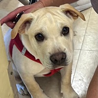 adopt-pet