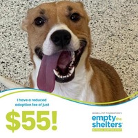 adopt a pet