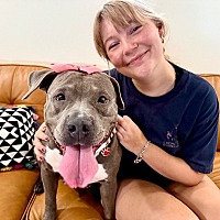 adopt a pet
