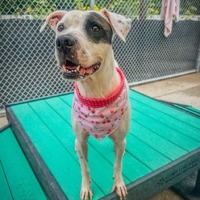 adopt a pet