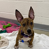 adopt a pet