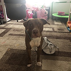 Puppies For Sale In Telford Pennsylvania Adoptapetcom
