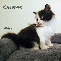 Thumbnail photo of Cheddar #2