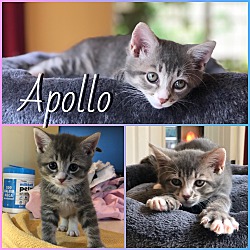 Thumbnail photo of Apollo #3