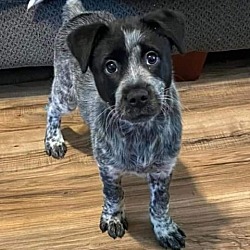 Photo of Sadie IW
