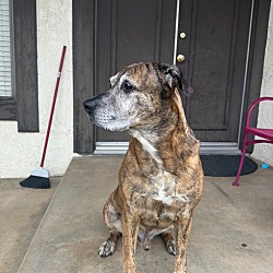 Photo of Bear