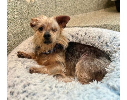 Boston, MA - Yorkie, Yorkshire Terrier. Meet DISHA a Pet for Adoption ...