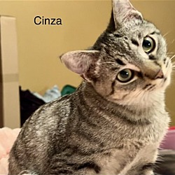Thumbnail photo of Cinza #3