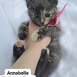 Thumbnail photo of ANNABELLE #1
