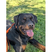 adopt-pet