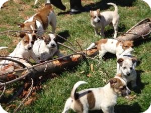 Staunton Va Jack Russell Terrier Meet Jack Russel Mix Puppies