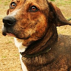 Thumbnail photo of Lovely Loreta, happy hound! #1