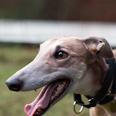 Seattle, Wa - Greyhound. Meet Hannah A Pet For Adoption - Adoptapet.com