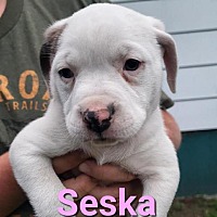 Photo of Seska