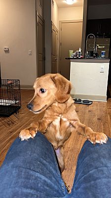 Houston, TX - Cocker Spaniel/Jack Russell Terrier. Meet Archie a Pet ...