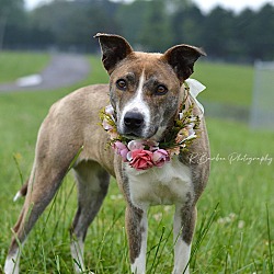 Photo of Evelyn - Adoptable