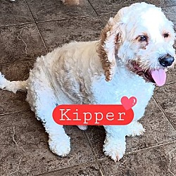 Photo of Kipper
